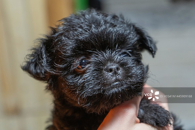 猴面犬幼犬图片素材