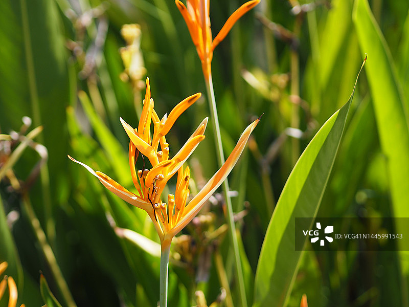 天堂鸟黄花图片素材