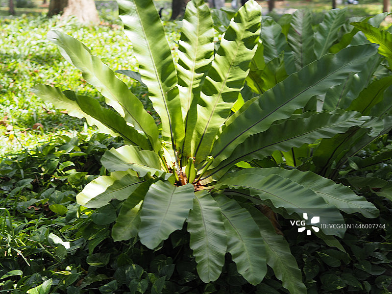 鸟巢蕨，巢蕨，大型绿色叶子图片素材