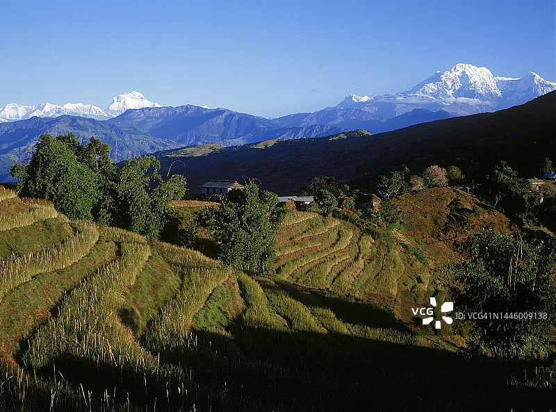 梯田，背景是喜马拉雅山脉图片素材