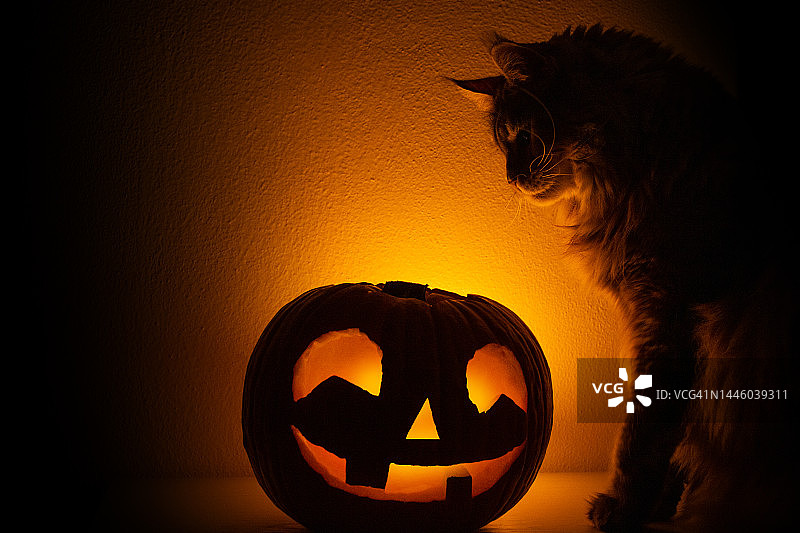 猫和万圣节南瓜图片素材