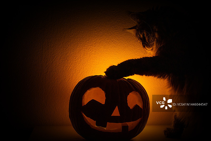 猫和万圣节南瓜图片素材