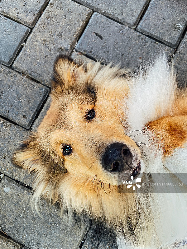 顽皮的喜乐蒂牧羊犬倒立看向镜头图片素材