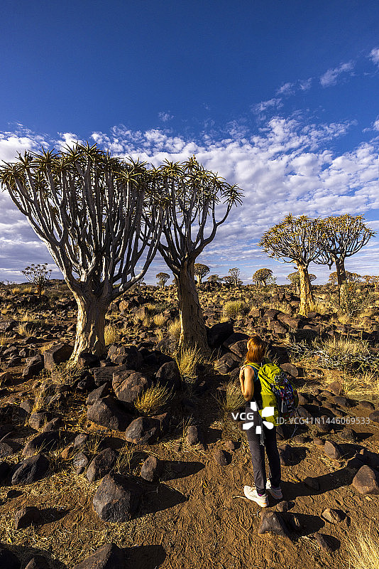 纳米比亚的箭筒树图片素材