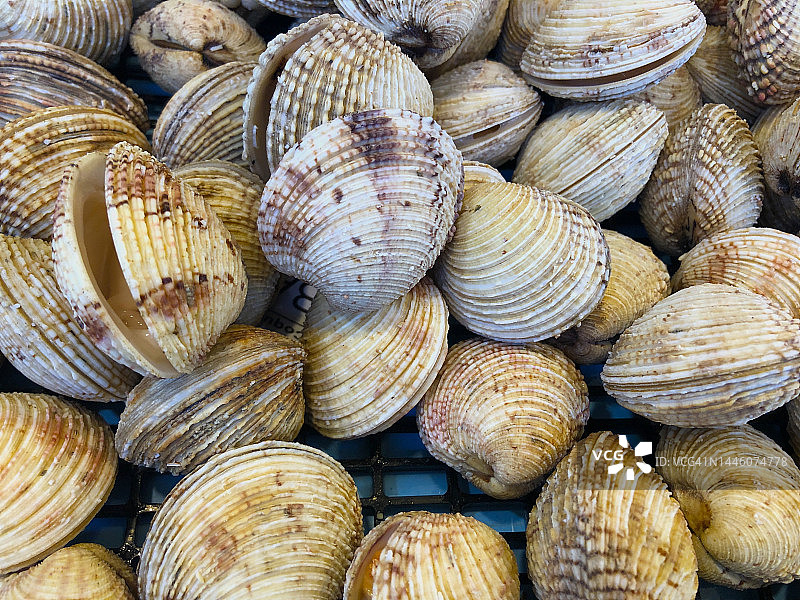 待售的草原蛤蜊图片素材