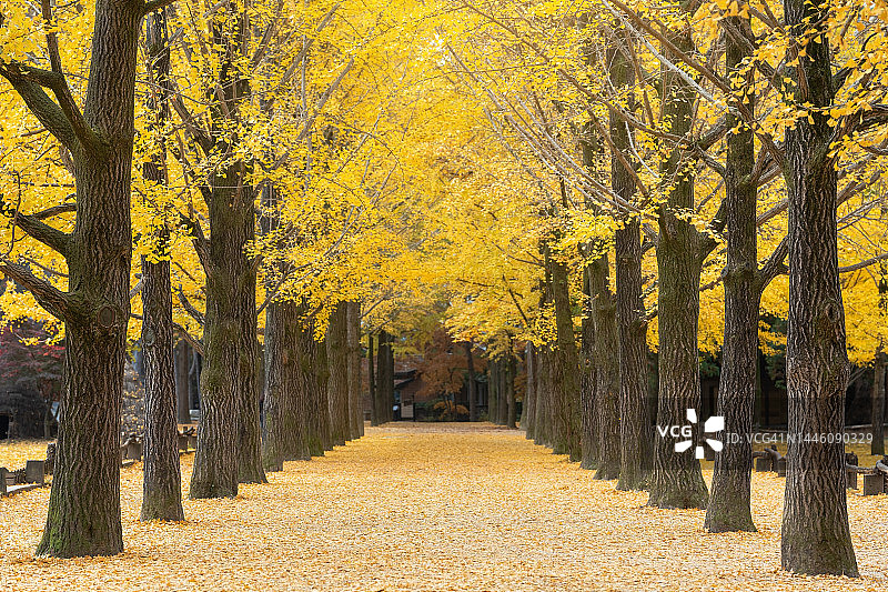 韩国南怡岛银杏树美景图片素材