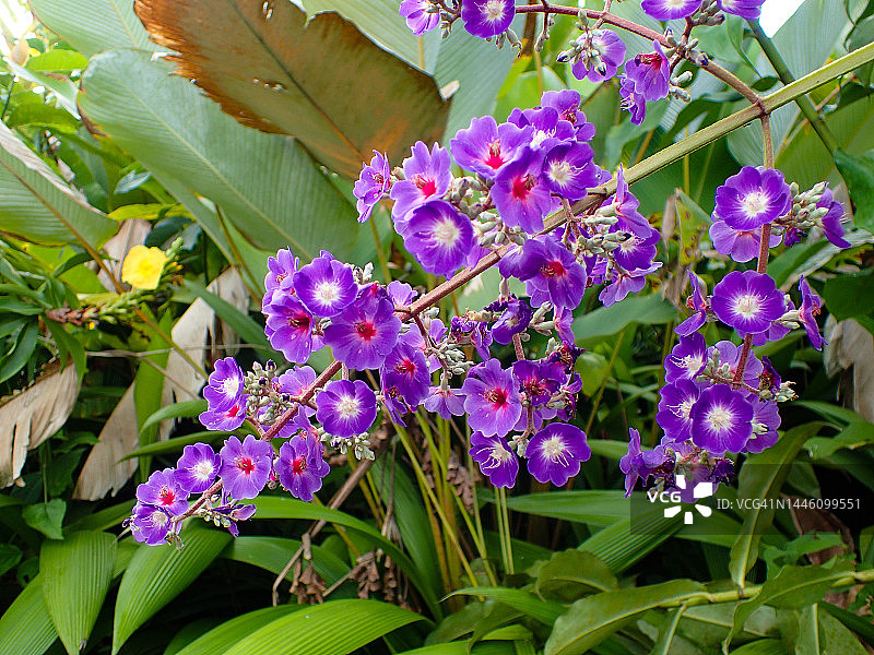 银叶公主花图片素材