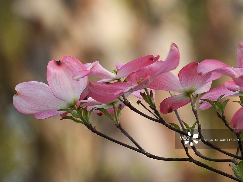 粉色山茱萸花图片素材