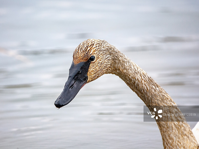 喇叭天鹅图片素材