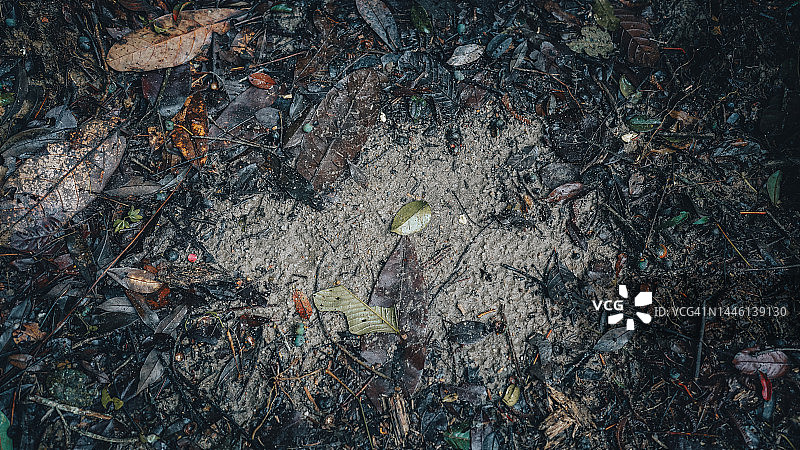 热带雨林地面全画幅自然背景图片素材