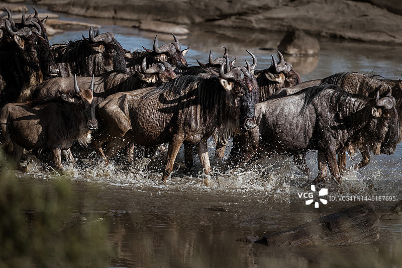 角马迁徙， crossing 马拉河图片素材