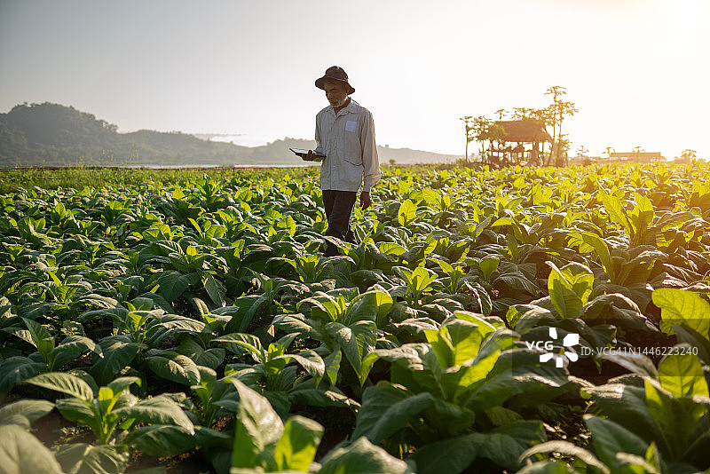 农民使用平板电脑检查烟草质量图片素材