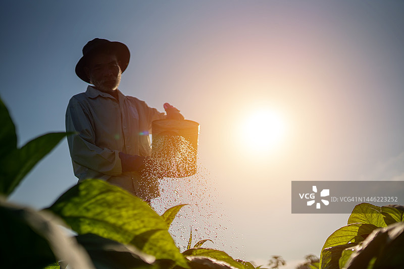 农民在烟草种植园里给烟草植物浇水图片素材