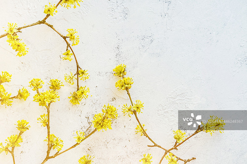 开着黄色花的梾木树枝图片素材