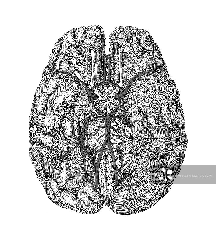 老式彩石版画：人脑血管供应（威利斯环）图片素材