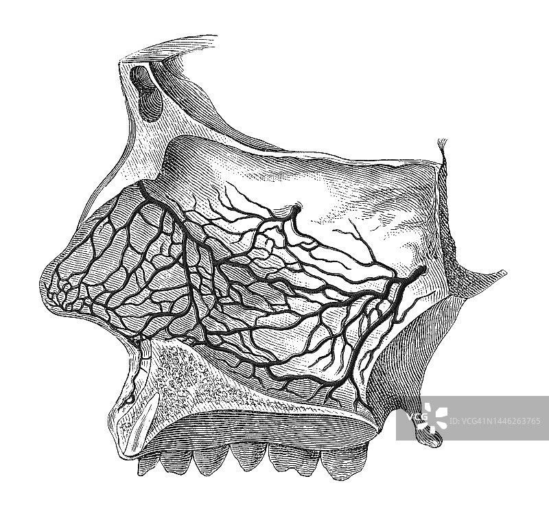 鼻中隔动脉古老雕刻插图图片素材