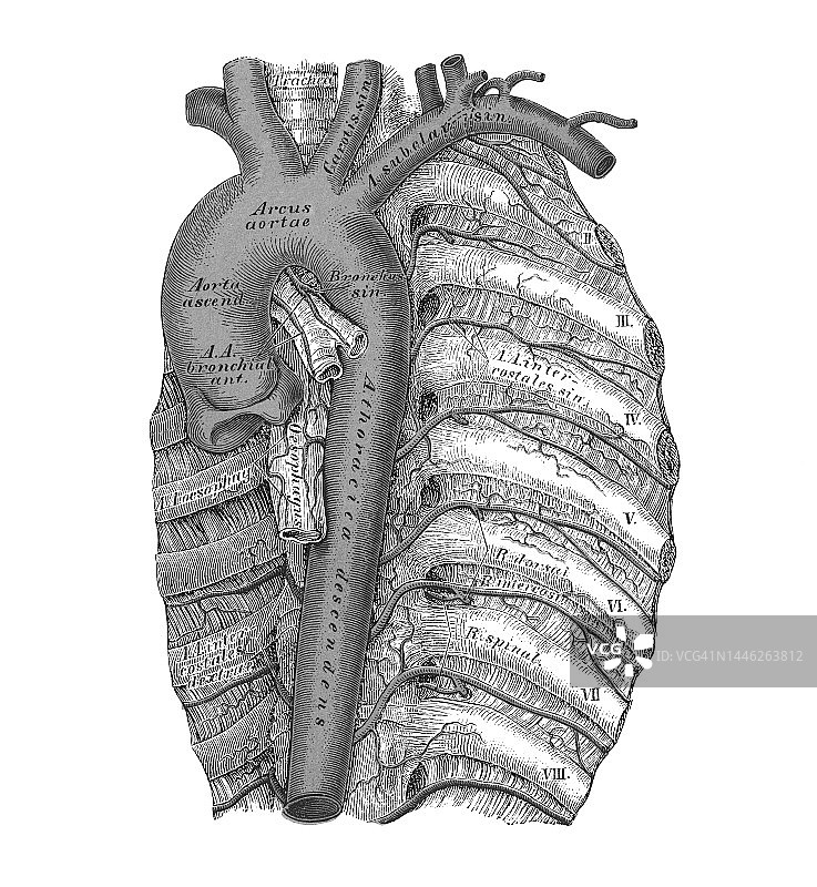 老式彩石版画：人体循环系统 - 胸主动脉图片素材