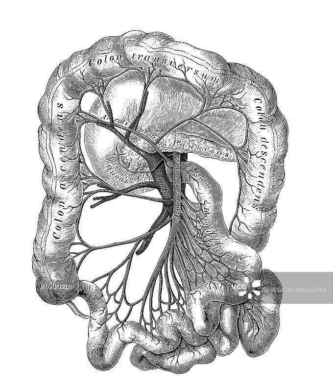 人体循环系统的旧色谱仪插图-肠系膜下动脉图片素材