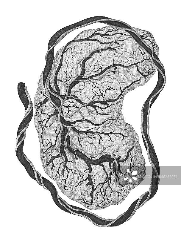 老式彩色石印插图：人体循环系统 - 人体胎盘图片素材