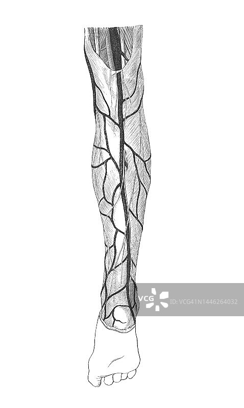 旧石版画插图：人体循环系统，下肢动脉图片素材