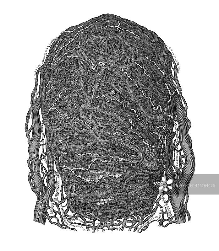 人类循环系统——妊娠子宫静脉和动脉的古老彩色石印插图图片素材