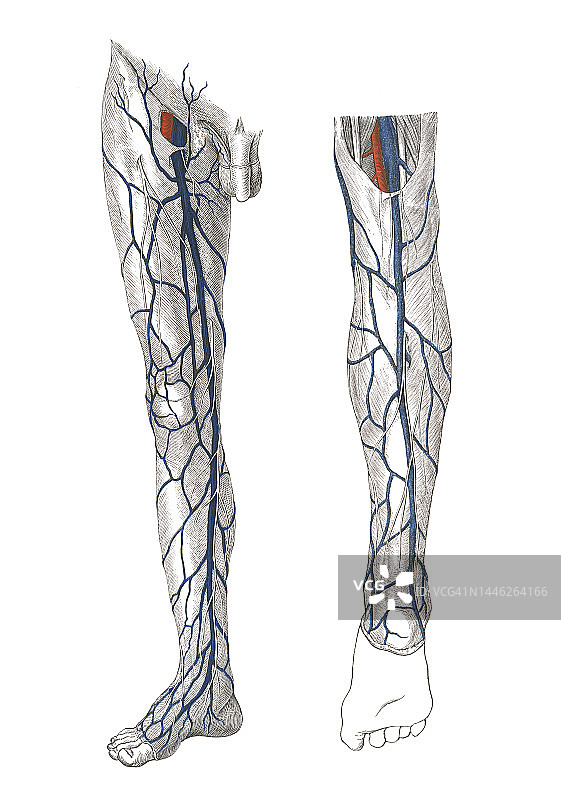 旧石版画插图：人体循环系统，下肢动脉图片素材