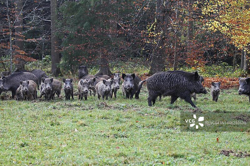 森林边缘的野猪混合群（德国巴伐利亚阿尔高）图片素材
