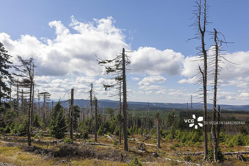德国萨克森-安哈尔特州哈茨山区布罗肯的枯树和云杉图片素材