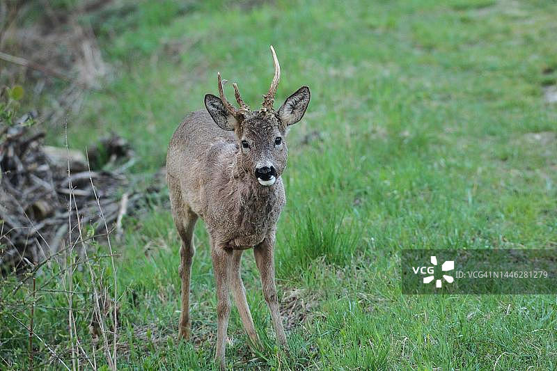 奥地利下奥地利的冬装欧洲狍，带异常鹿角图片素材