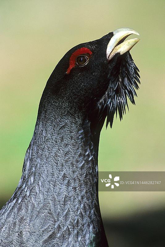 西方松鸡交配场景，奥地利蒂罗尔图片素材