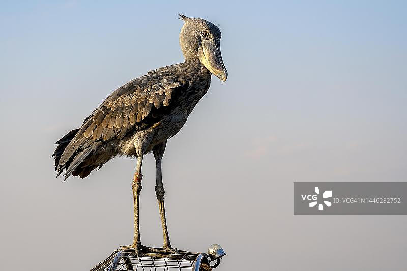 鲸头鹳站在沼泽船上，傍晚的光线，赞比亚邦韦乌卢沼泽图片素材
