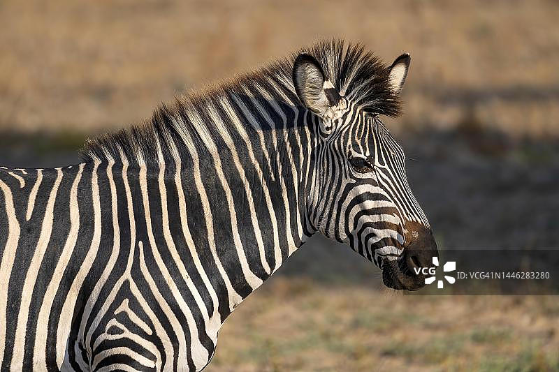 克劳谢氏斑马（Equus quagga crawshayi），动物肖像，赞比亚南卢安瓜图片素材
