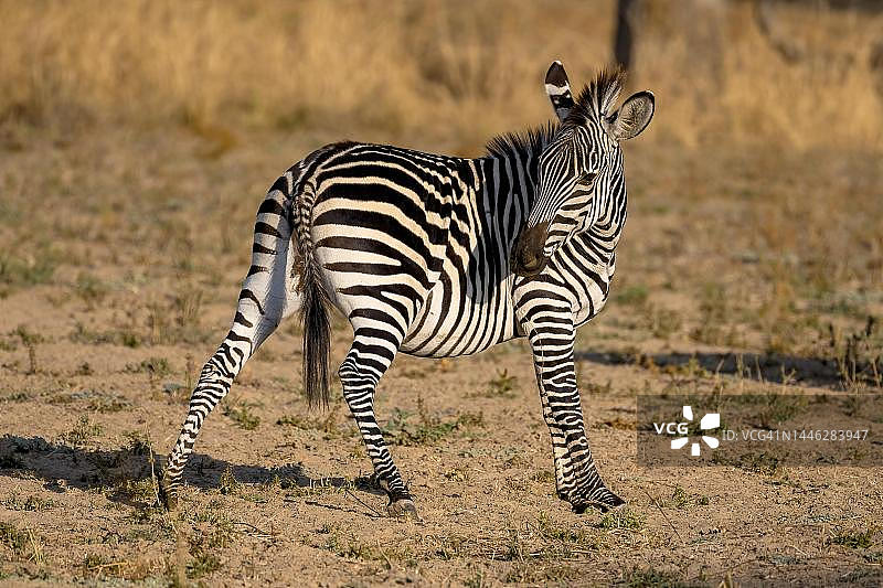 克劳谢氏斑马幼崽（南卢旺瓜，赞比亚）图片素材