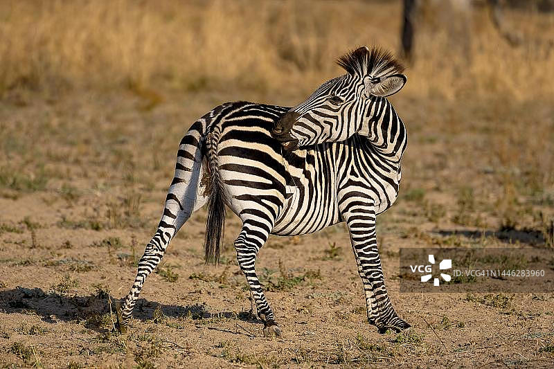 克劳谢氏斑马幼崽（南卢旺瓜，赞比亚）图片素材