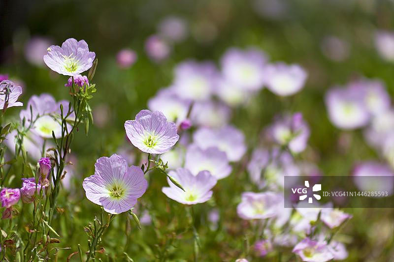 西班牙马略卡岛的美丽月见草图片素材