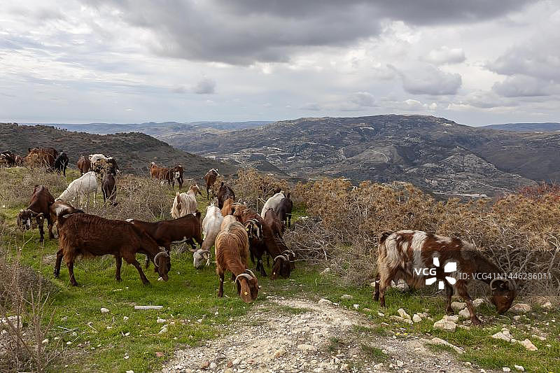 塞浦路斯特罗多斯山脉的山羊群图片素材