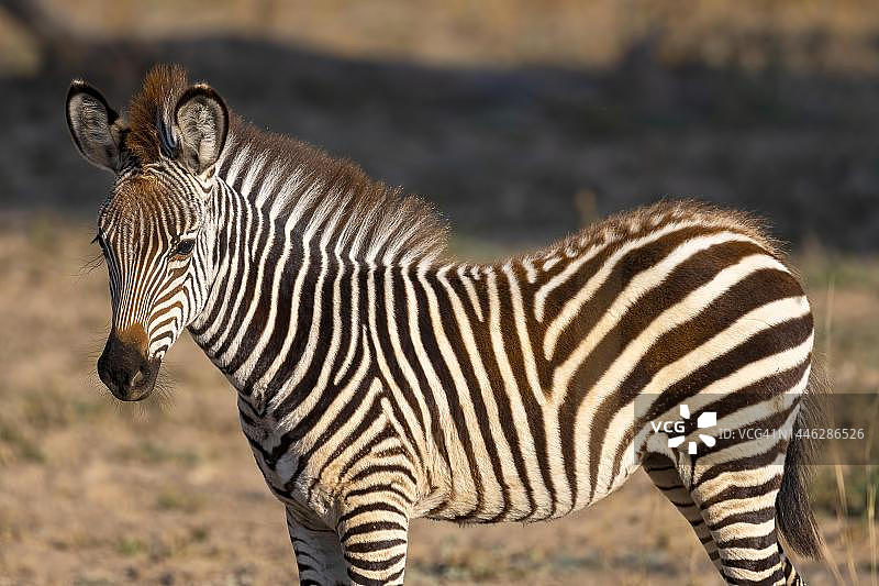 克劳肖氏斑马幼崽特写，赞比亚南卢安瓜图片素材