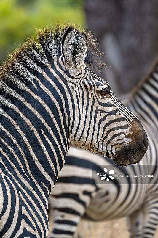 克劳谢氏斑马特写：眼睛、瞳孔和睫毛，赞比亚南卢安瓜图片素材