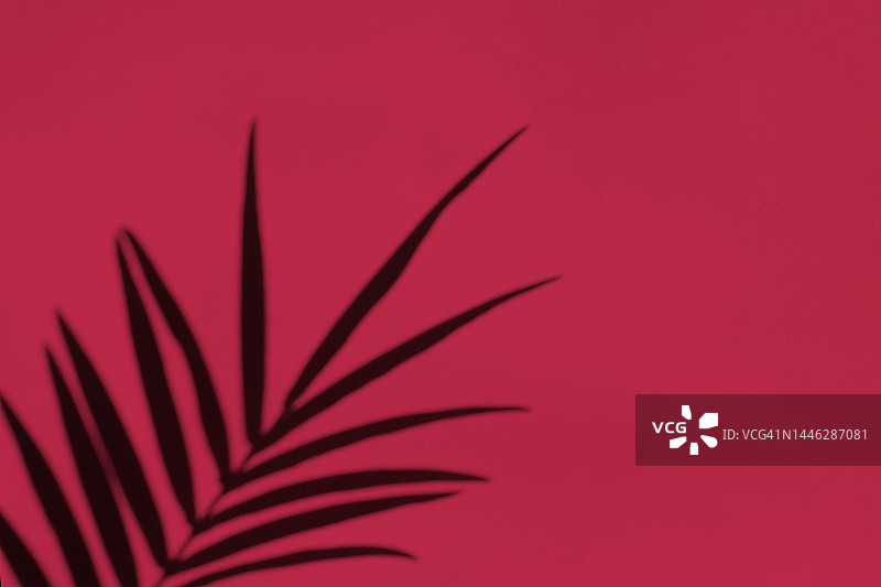 2023年度代表色：万岁洋红色。棕榈叶及其在背景上的阴影图片素材