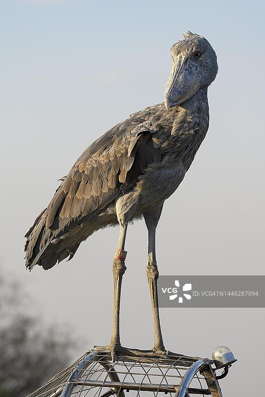 鲸头鹳，亦称阿布·马克布，在邦韦乌卢湿地赞比亚沼泽船上，沐浴在夕阳下图片素材