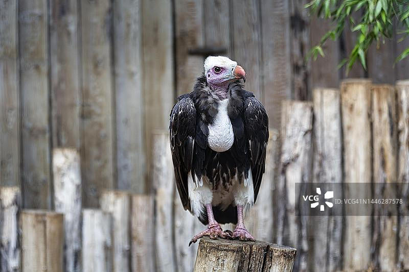 德国代特莫尔德阿德勒瓦特伯勒贝克鸟类公园饲养的白头秃鹫图片素材