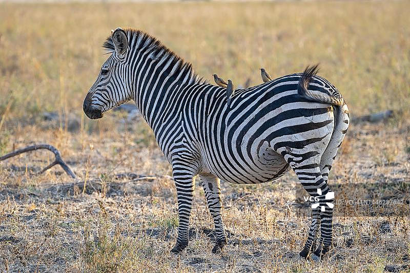 赞比亚南卢安瓜的草原斑马和红嘴牛椋鸟图片素材