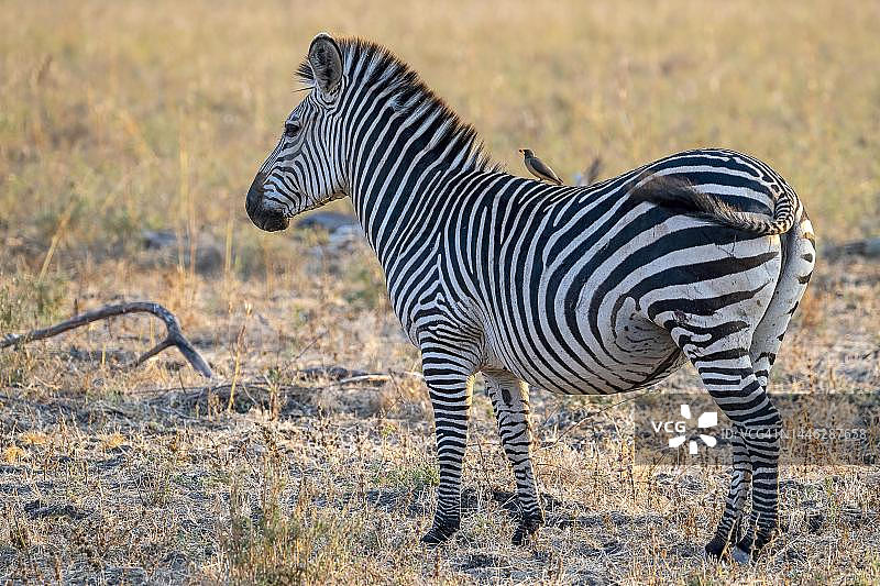 赞比亚南卢安瓜的草原斑马和红嘴牛椋鸟图片素材