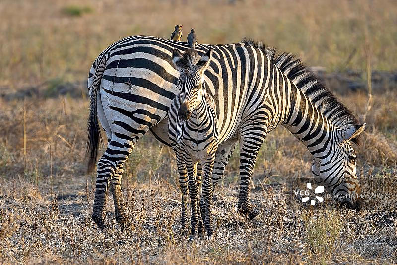 赞比亚南卢安瓜斑马母子与红嘴牛椋鸟图片素材