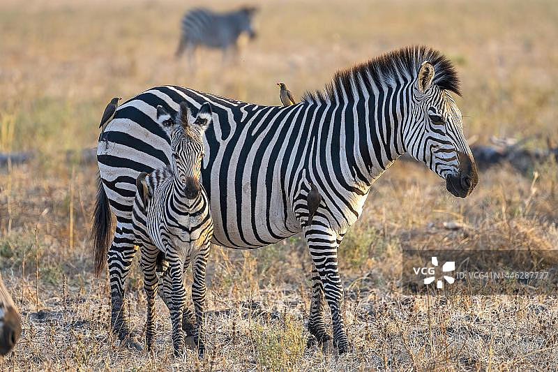 赞比亚南卢安瓜斑马母子与红嘴牛椋鸟图片素材
