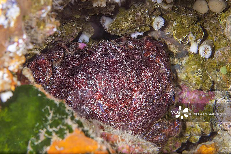 西班牙加那利群岛兰萨罗特岛的人面馒头蟹图片素材