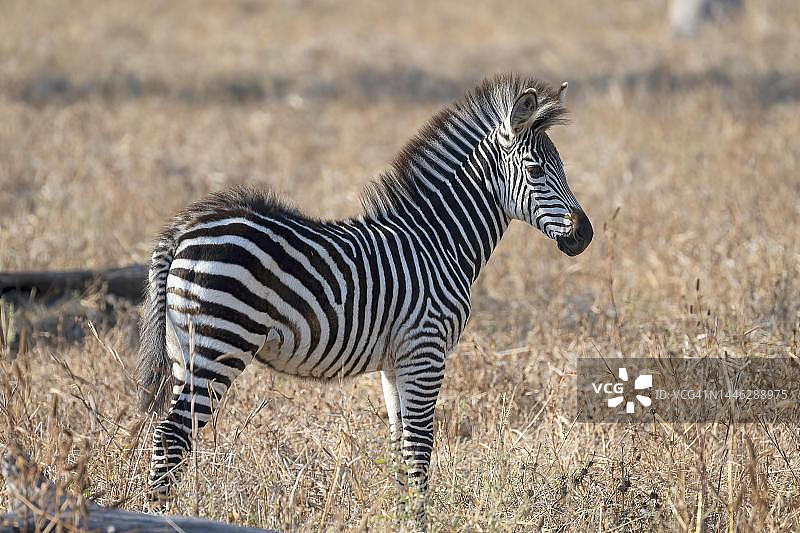 克劳谢氏亚种的草原斑马幼崽图片素材