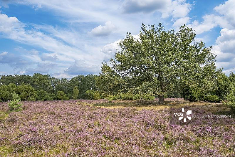 荷兰哈克斯贝根上艾瑟尔省布尔瑟赞德自然保护区图片素材