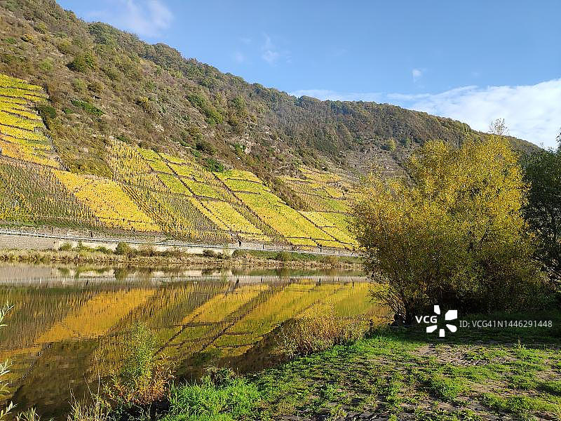 德国莱茵兰-普法尔茨恩斯特附近的摩泽尔河葡萄园图片素材