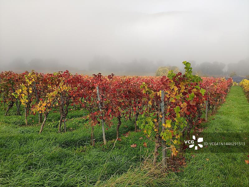 德国莱茵兰-普法尔茨摩泽尔河谷的秋季葡萄园图片素材